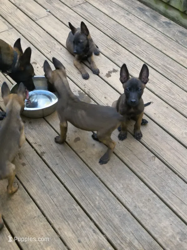 Belgian Malinios Sheperd – Belgian Malinois puppy for sale in Stockbridge, GA