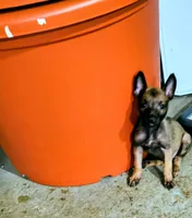 Belgian Malinios Sheperds, a male Belgian Malinois for sale in Stockbridge, GA – 4 of 6