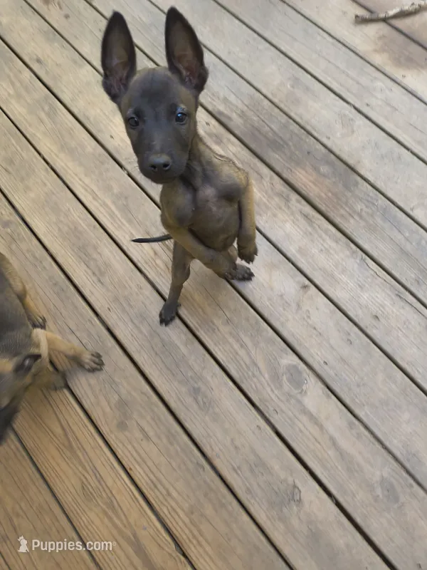 Belgian Malinios Sheperd – Belgian Malinois puppy for sale in Stockbridge, GA