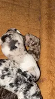 Eliza, a female Aussiedoodle for sale in Lagrange, IN – 2 of 5