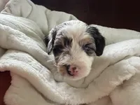 Eliza, a female Aussiedoodle for sale in Lagrange, IN – 3 of 5