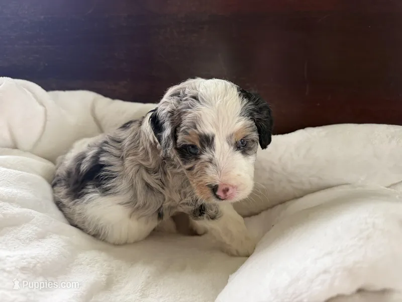 Eliza – Aussiedoodle puppy for sale in Lagrange, IN