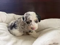 Eliza, a female Aussiedoodle for sale in Lagrange, IN – 1 of 5
