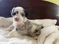 Eliza, a female Aussiedoodle for sale in Lagrange, IN – 5 of 5
