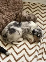 Eliza, a female Aussiedoodle for sale in Lagrange, IN – 4 of 5