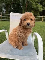 Curtis, a male Poodle - Miniature  for sale in Lagrange, IN – 3 of 5