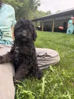 Cynthia , a female Poodle - Miniature  for sale in Lagrange, IN – 2 of 3