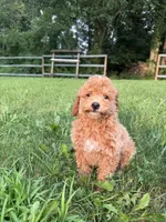 Curtis, a male Poodle - Miniature  for sale in Lagrange, IN – 2 of 5