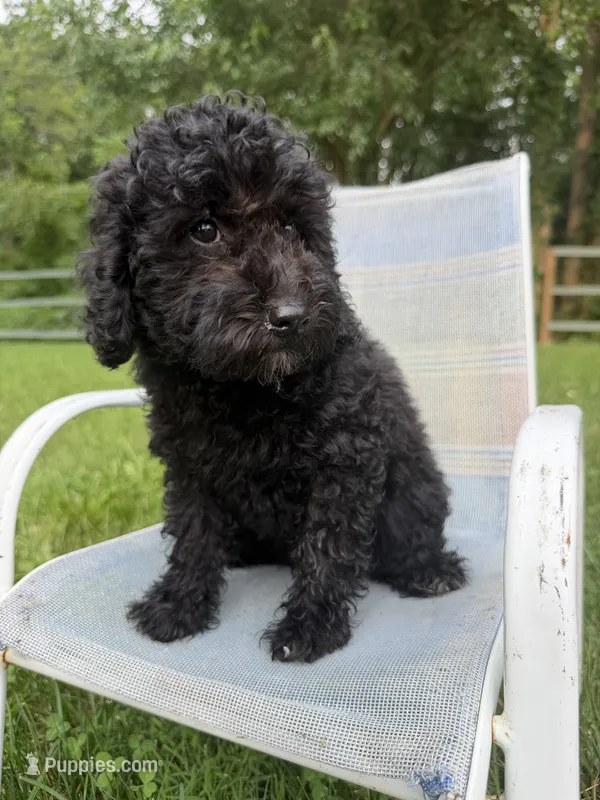 Cassandra  – Poodle - Miniature  puppy for sale in Lagrange, IN