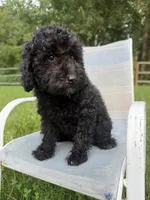 Cassandra , a female Poodle - Miniature  for sale in Lagrange, IN – 1 of 2