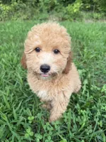 Carena, a female Poodle - Miniature  for sale in Lagrange, IN – 4 of 5