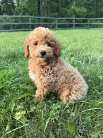Curtis, a male Poodle - Miniature  for sale in Lagrange, IN – 4 of 5