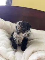 Twila, a female Aussiedoodle for sale in Lagrange, IN – 6 of 8