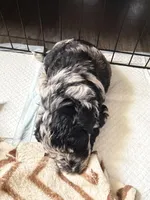 Twila, a female Aussiedoodle for sale in Lagrange, IN – 5 of 8