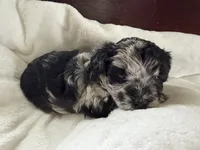 Twila, a female Aussiedoodle for sale in Lagrange, IN – 3 of 8