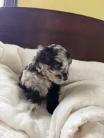 Twila, a female Aussiedoodle for sale in Lagrange, IN – 4 of 8