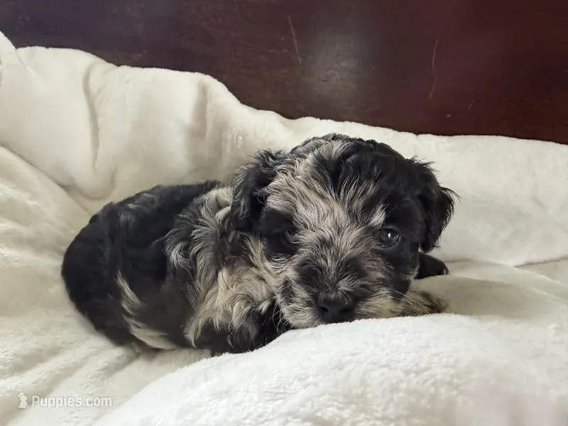 Twila – Aussiedoodle puppy for sale in Lagrange, IN