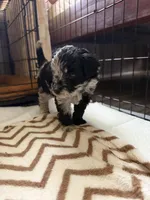 Twila, a female Aussiedoodle for sale in Lagrange, IN – 8 of 8