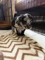 Twila, a female Aussiedoodle for sale in Lagrange, IN – 7 of 8