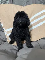 Carissa , a female Poodle - Miniature  for sale in Lagrange, IN – 2 of 4