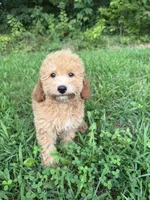 Carena, a female Poodle - Miniature  for sale in Lagrange, IN – 5 of 5