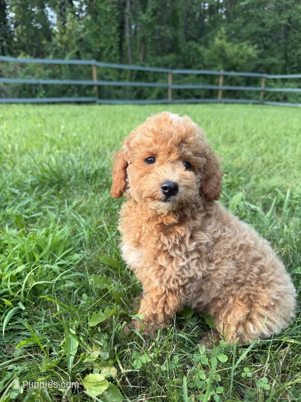 Curtis – Poodle - Miniature  puppy for sale in Lagrange, IN