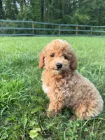 Curtis, a male Poodle - Miniature  for sale in Lagrange, IN – 1 of 5