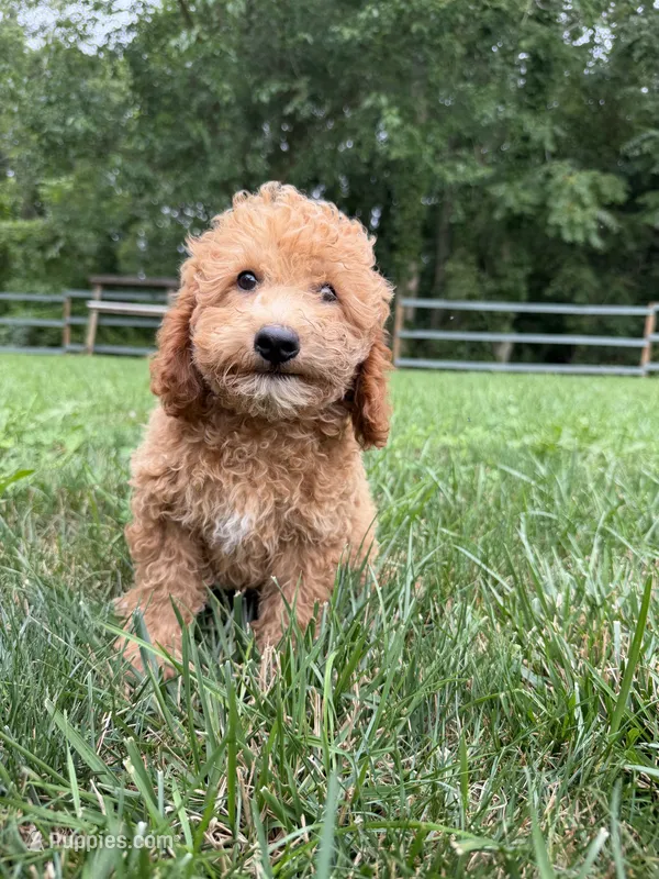 Cornelius  – Poodle - Miniature  puppy for sale in Lagrange, IN