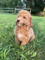 Curtis, a male Poodle - Miniature  for sale in Lagrange, IN – 5 of 5