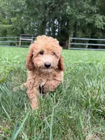 Cornelius , a male Poodle - Miniature  for sale in Lagrange, IN – 2 of 4