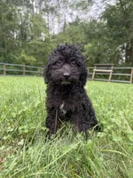 Cynthia , a female Poodle - Miniature  for sale in Lagrange, IN – 3 of 3