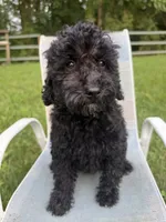 Cassandra , a female Poodle - Miniature  for sale in Lagrange, IN – 2 of 2