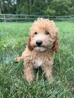Cornelius , a male Poodle - Miniature  for sale in Lagrange, IN – 3 of 4