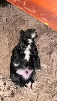 Carter, a male Aussiedoodle for sale in Lagrange, IN – 2 of 7