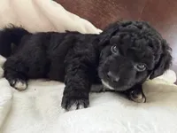 Carter, a male Aussiedoodle for sale in Lagrange, IN – 4 of 7