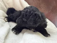 Carter, a male Aussiedoodle for sale in Lagrange, IN – 5 of 7