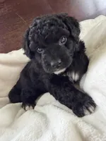 Carter, a male Aussiedoodle for sale in Lagrange, IN – 7 of 7