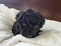 Carter, a male Aussiedoodle for sale in Lagrange, IN – 3 of 7