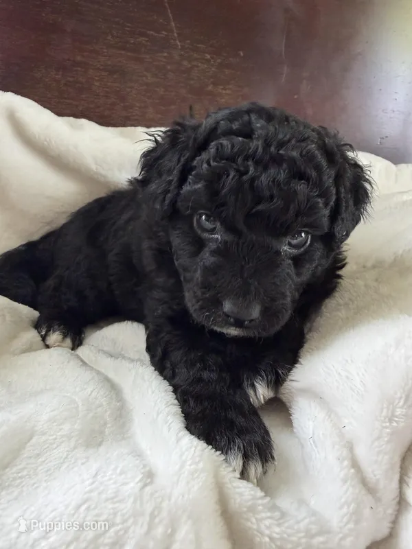 Carter – Aussiedoodle puppy for sale in Lagrange, IN