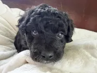 Carter, a male Aussiedoodle for sale in Lagrange, IN – 6 of 7