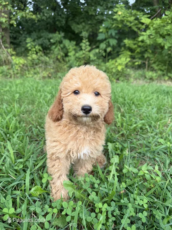 Carena – Poodle - Miniature  puppy for sale in Lagrange, IN