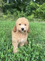Carena, a female Poodle - Miniature  for sale in Lagrange, IN – 1 of 5