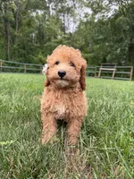 Cornelius , a male Poodle - Miniature  for sale in Lagrange, IN – 4 of 4