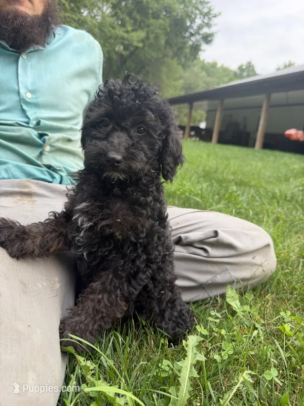 Cynthia  – Poodle - Miniature  puppy for sale in Lagrange, IN
