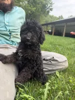 Cynthia , a female Poodle - Miniature  for sale in Lagrange, IN – 1 of 3