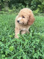 Carena, a female Poodle - Miniature  for sale in Lagrange, IN – 2 of 5