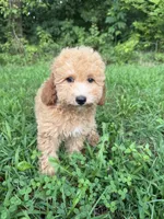 Carena, a female Poodle - Miniature  for sale in Lagrange, IN – 3 of 5