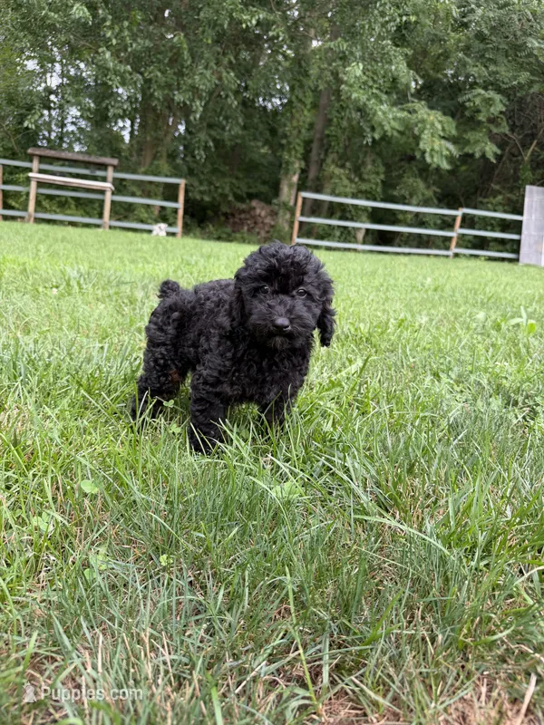 Carissa  – Poodle - Miniature  puppy for sale in Lagrange, IN