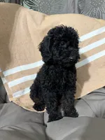 Carissa , a female Poodle - Miniature  for sale in Lagrange, IN – 4 of 4