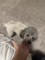 LOLA*AKC*, a female Poodle - Toy  for sale in Yuma, AZ – 5 of 9